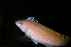 I spotted this wrasse on the wreck of the Eliza Ramsden i... by Cal Mero 